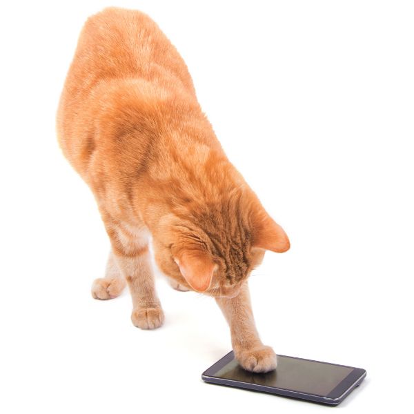 Contact SortedPets