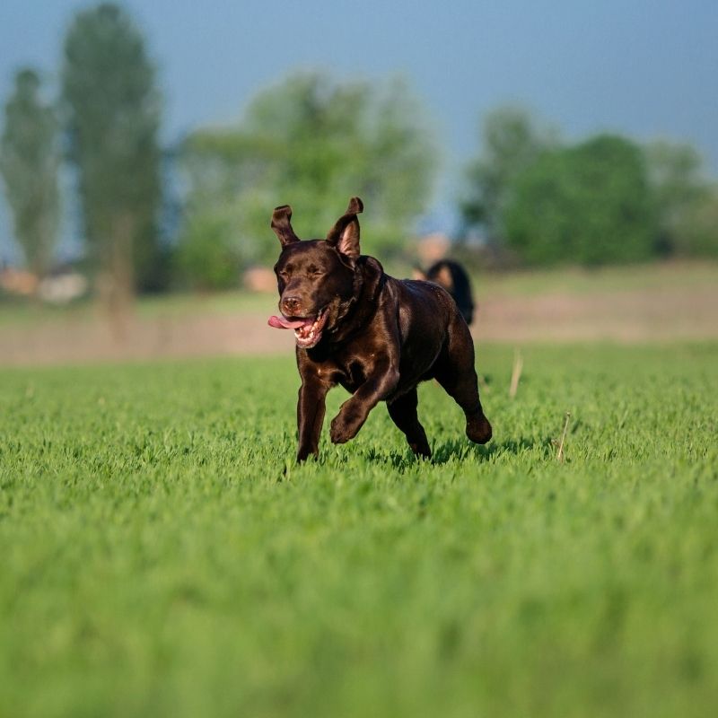 Dog field hire