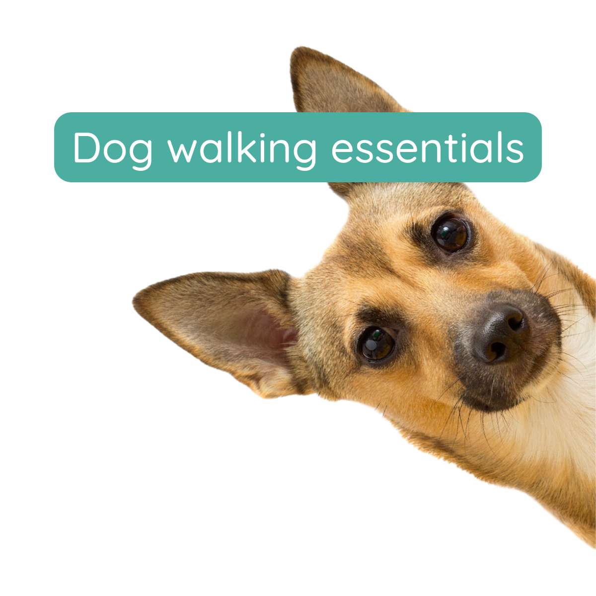 Dog walking essentials: A friendly guide to leads, harnesses and accessories