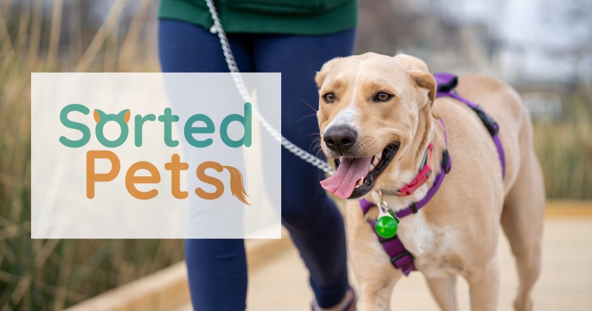 How to choose a reliable dog walker near you