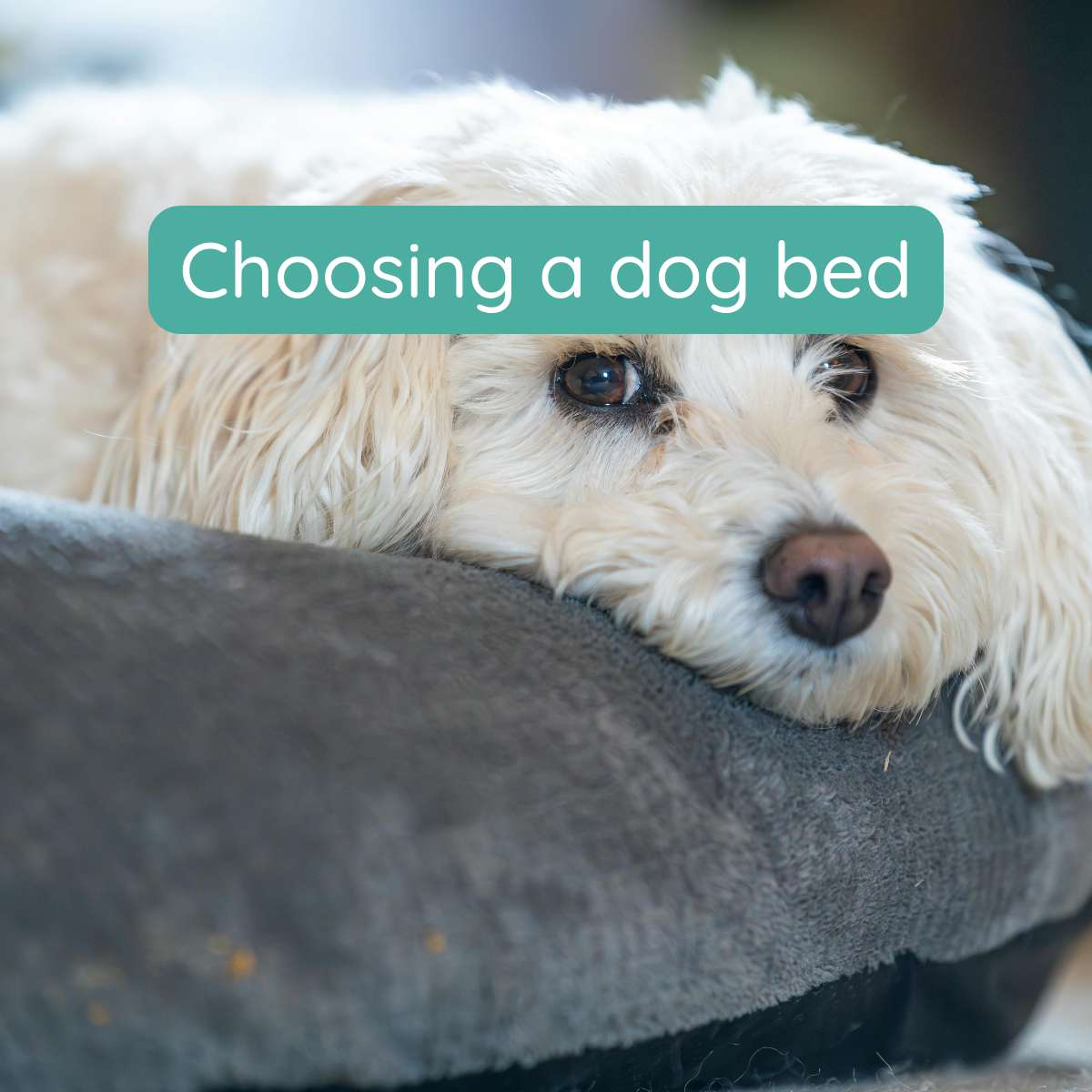 Dog beds and comfort: A friendly guide to choosing the right cosy space for your dog
