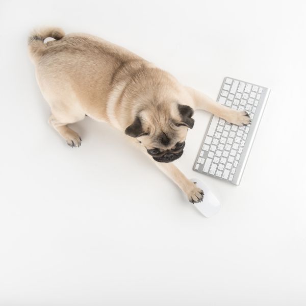 pet business website design