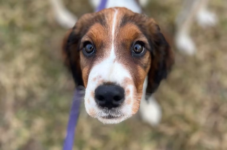stneotspetcare 768x508