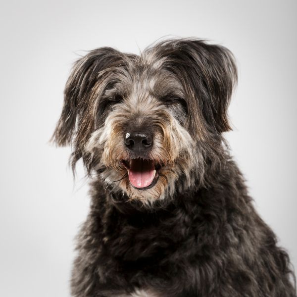Connecting pet owners