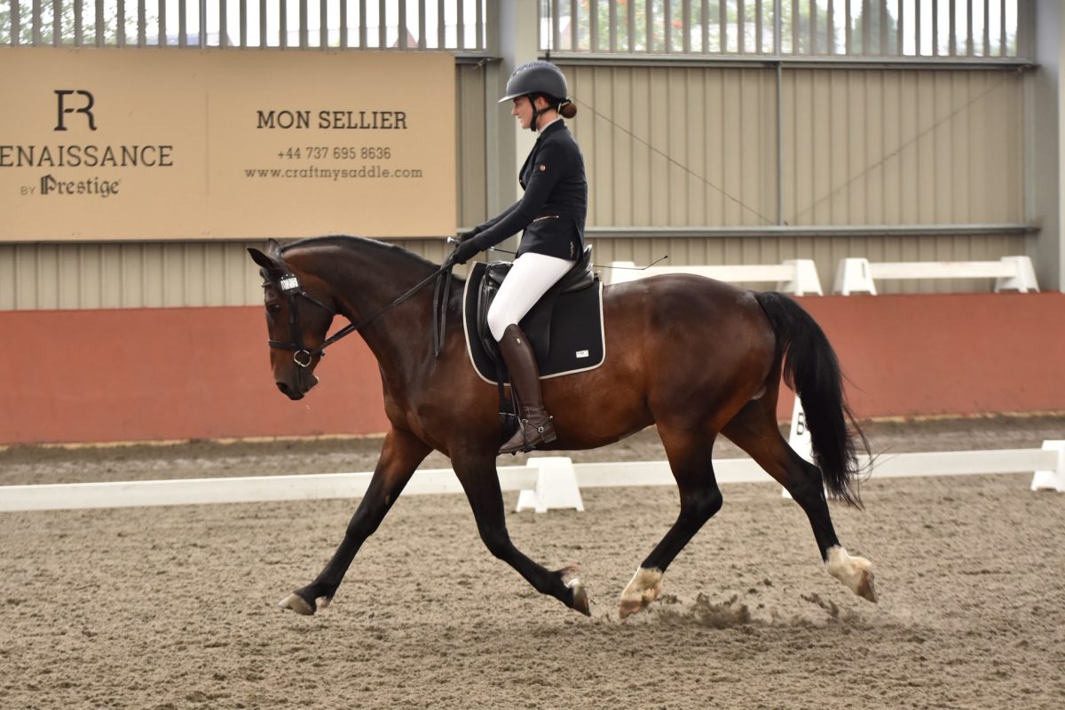 What to Look for When Buying a Horse | Expert Advice from Polley