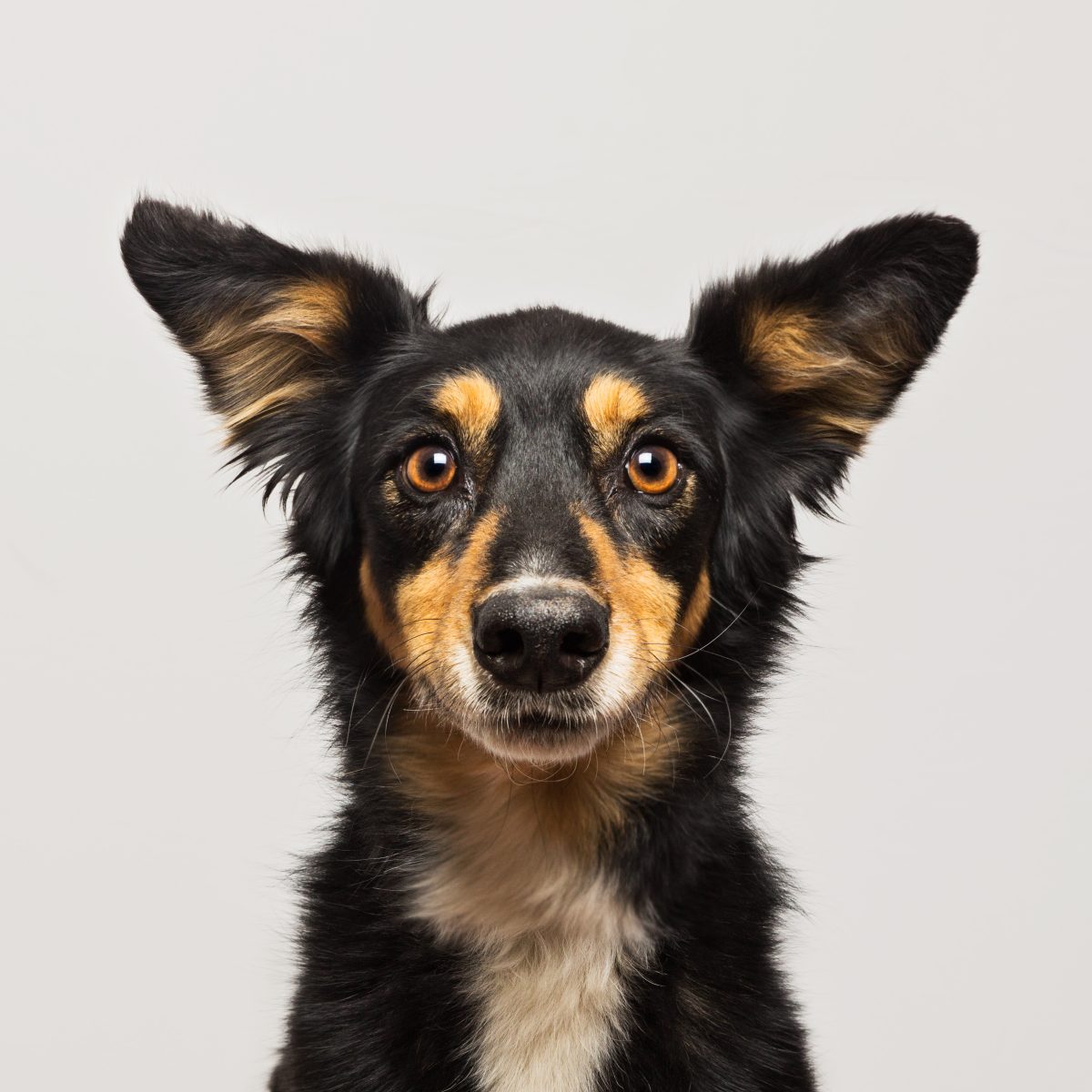 Pet Business Directory UK