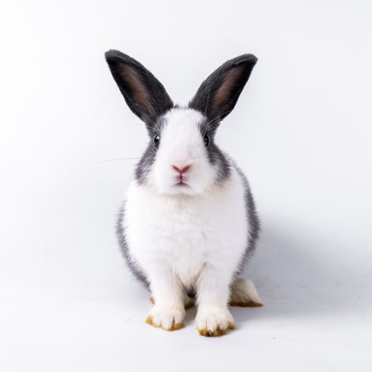 Pet Business Directory UK