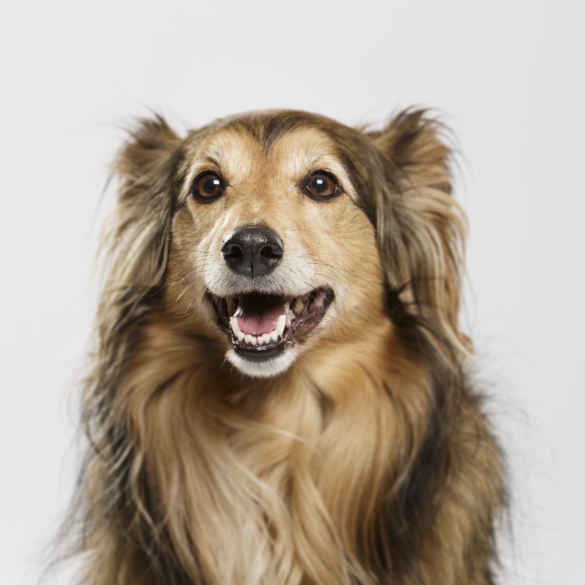 Pet Business Directory UK