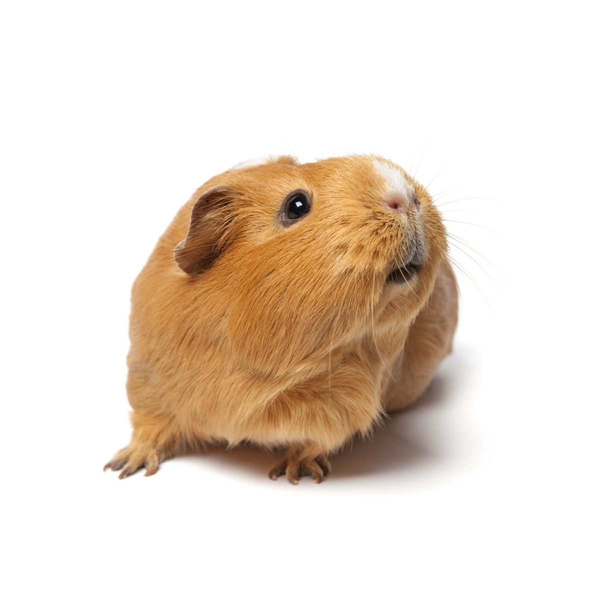 Pet Business Directory UK