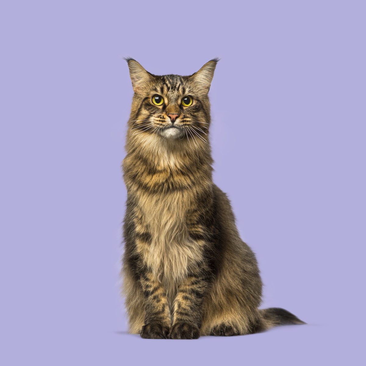 Pet Business Directory UK