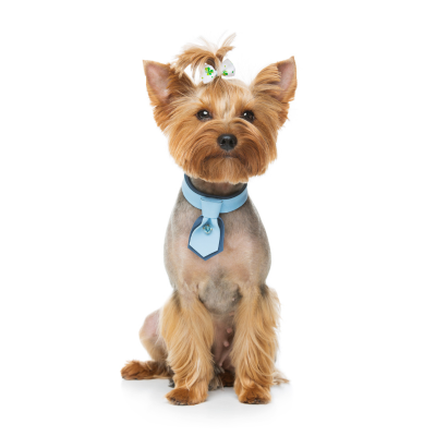 Pet Business owner