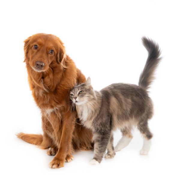 SortedPets