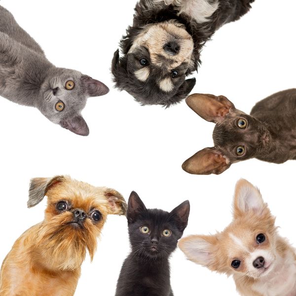 UK pet and animal charities