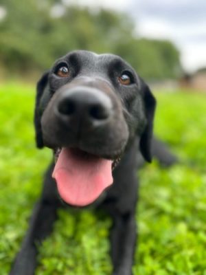 Why Choosing a Licensed Pet Care Provider Matters