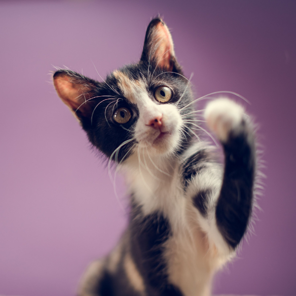 pet web design