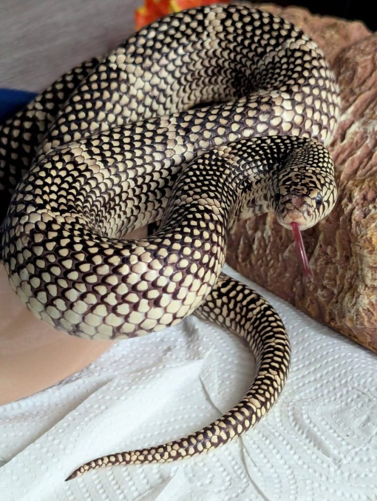 Brooks King Snake 771x1024