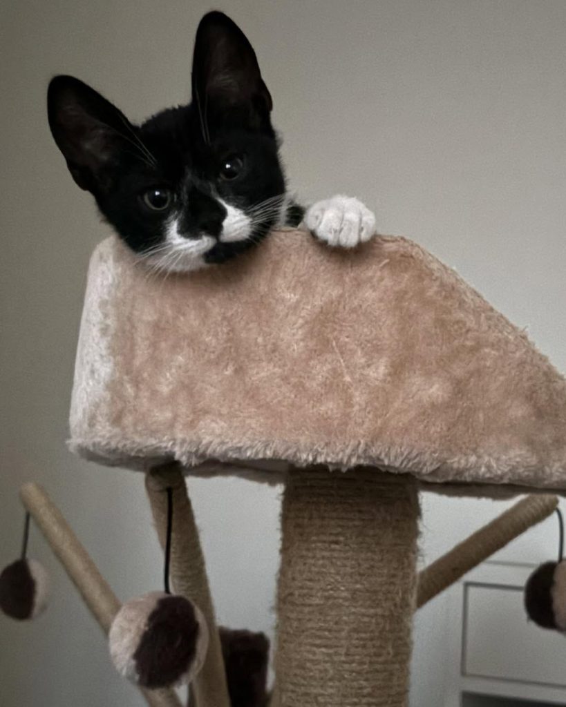 CP Homed Cat 819x1024