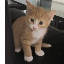 CP Kitten