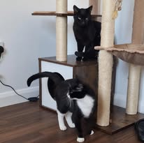 CP Rehomed Cats Rushden and Wellingborough