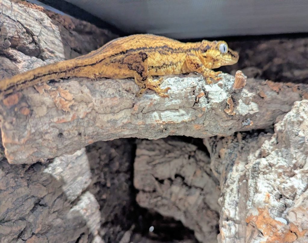 Gecko 1024x806