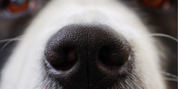The Invisible World of Your Dogs Scent