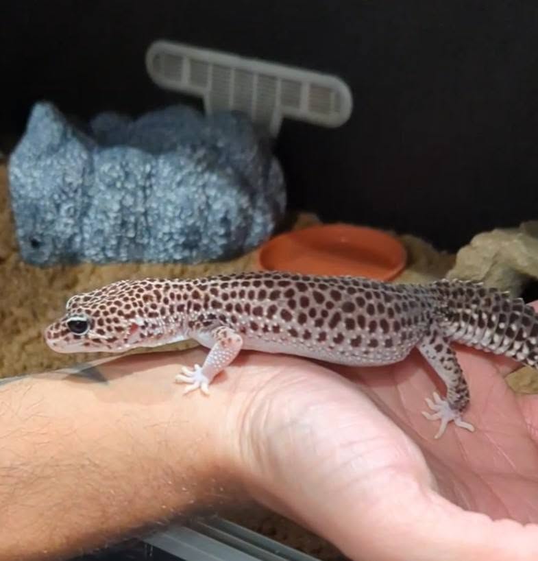 lizard