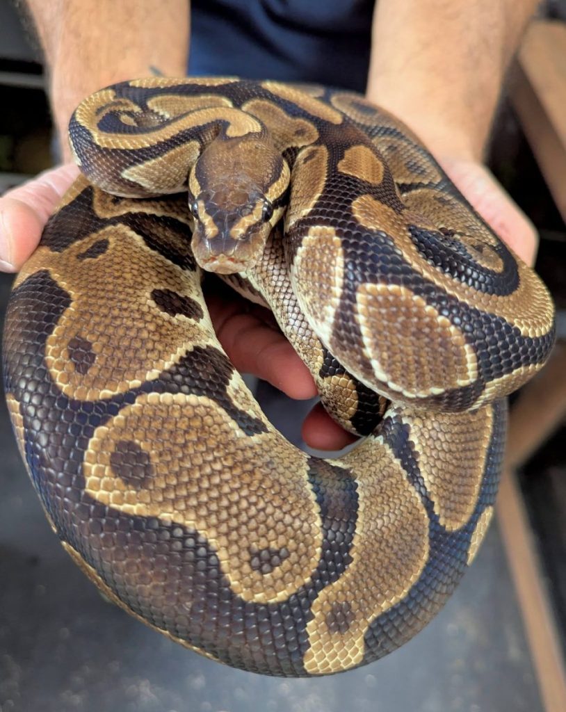 reptile rescue snake 814x1024