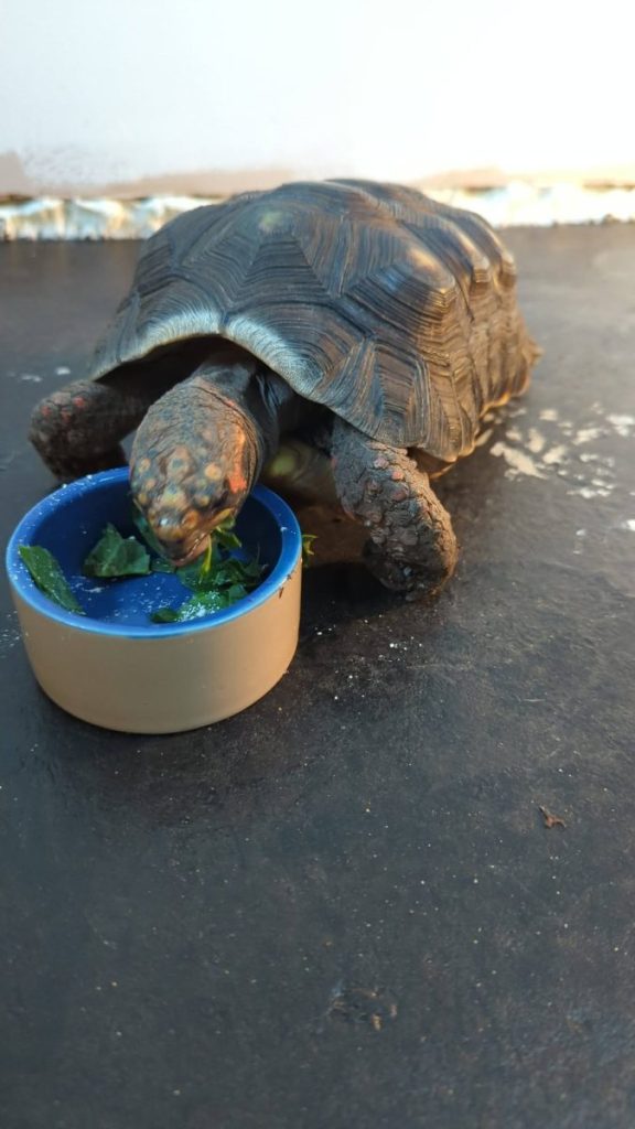 tortoise 576x1024