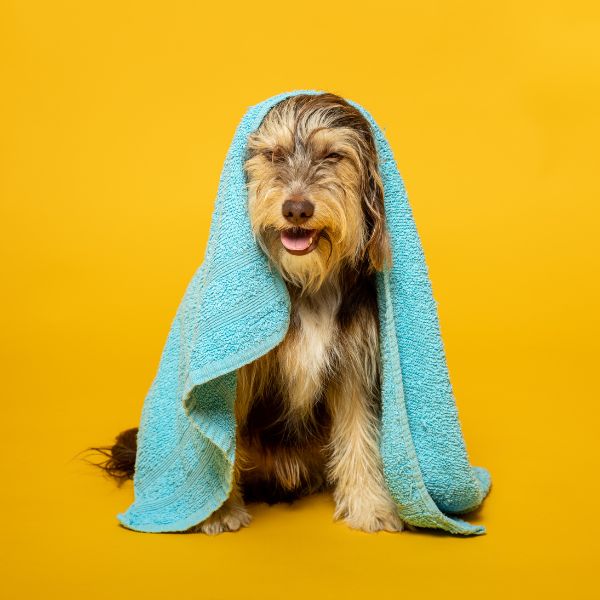 Dog Grooming Website Design UK