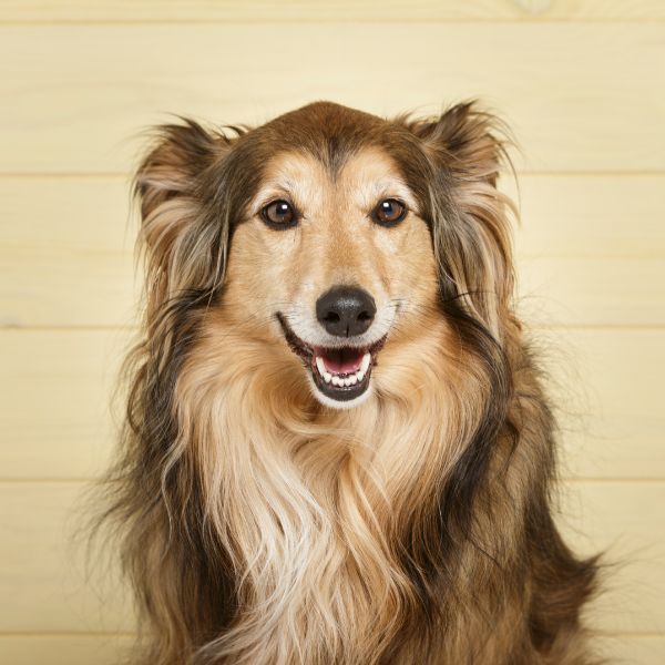 Dog groomer website
