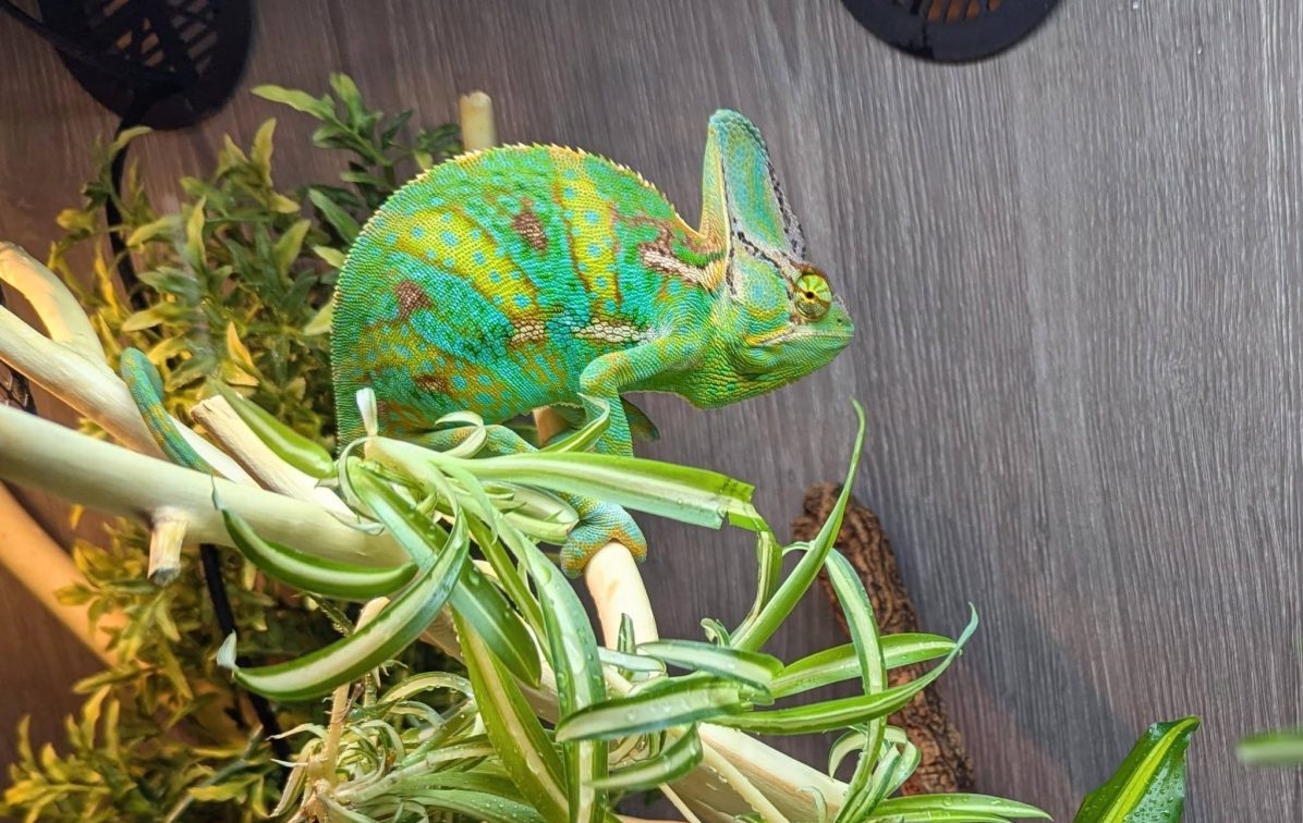Helping animal rescues get found online: UK Reptiles & Recovery
